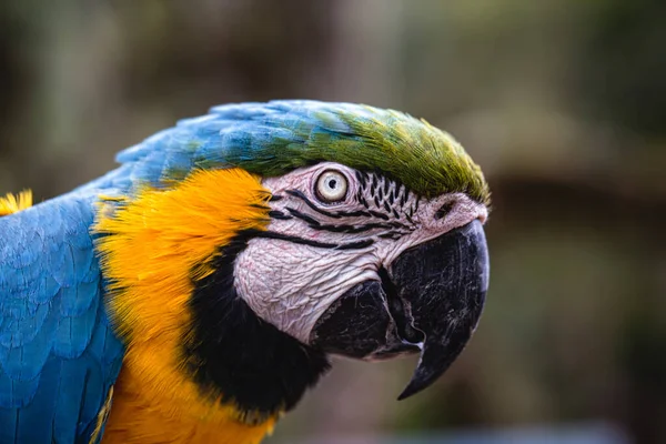 Velho Macaw Canind Com Barrigas Amarelas Azuis Que Sofreu Abuso — Fotografia de Stock