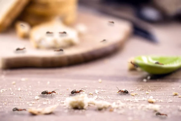 Liten Röd Myra Äter Och Bär Rester Brödsmulor Köksbordet Begreppet — Stockfoto