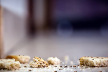 Evin içindeki karınca kuyruğu, yerde yatan ekmek kırıntılarının üzerinde. Bran enkazı, kir, böcek haşere problemleri.