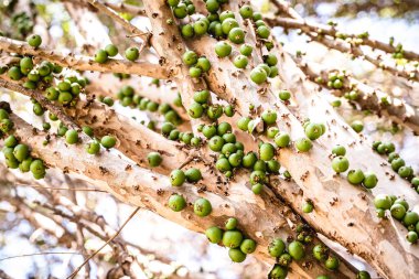 Jabuticaba, sandıkta olgunlaşan Brezilya meyvesi, yeşil jabuticaba, Brezilya 'dan gelen meyve, Minas Gerais' e özgü.