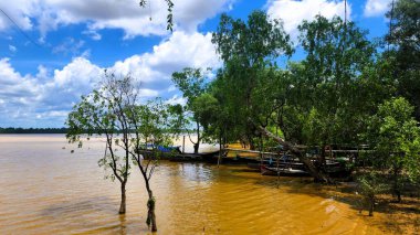 Dalları ve yeşil yaprakları olan ağaç beyaz bulutlar ve güneşli bir atmosferde mavi gökyüzü.