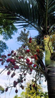 Genç betel fındık çiçekleri ve meyveler ama kırmızı bir renkle