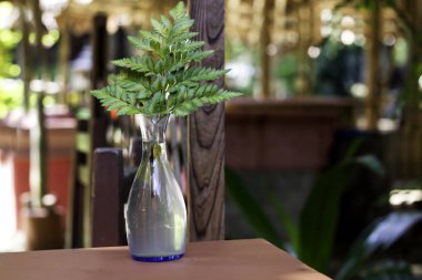 Masada yarı saydam vazo taze yeşil eğrelti otu bitki