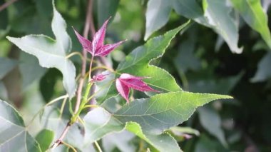 Genç çalı yaprağı, akçaağaç hareketi Rüzgarın akışından
