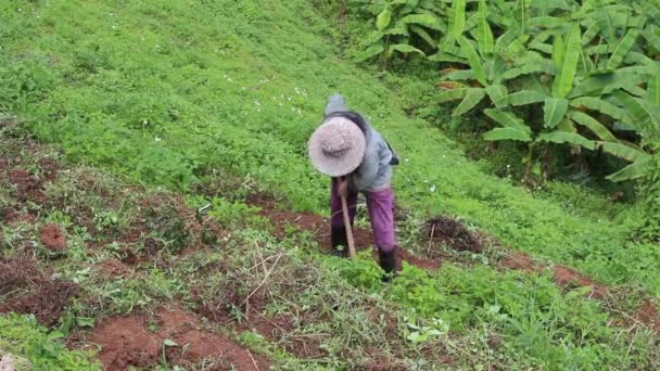 农民在蔬菜农场户外挖地 具有绿色自然背景 — 图库视频影像