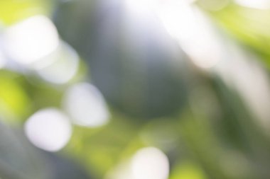 Yaz günü güneş ışığında ağacın Yeşil bokeh, doğa taze gün 