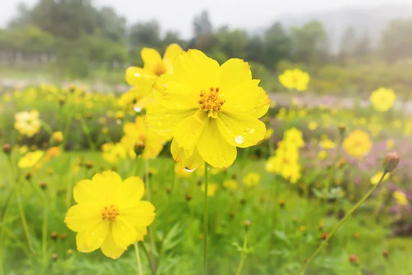 雨后在山的自然背景中的宇宙花田 — 图库照片