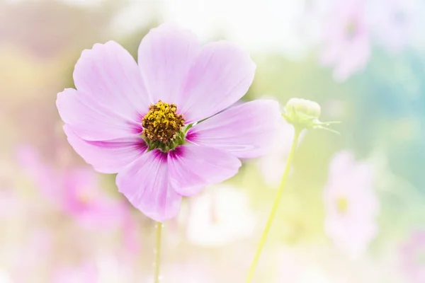 Cosmos rosa flor no campo cosmos no romântico sonho cor moo — Fotografia de Stock