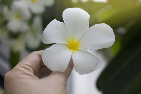Flor plumeria o frangipani en mano con fondo de l verde —  Fotos de Stock
