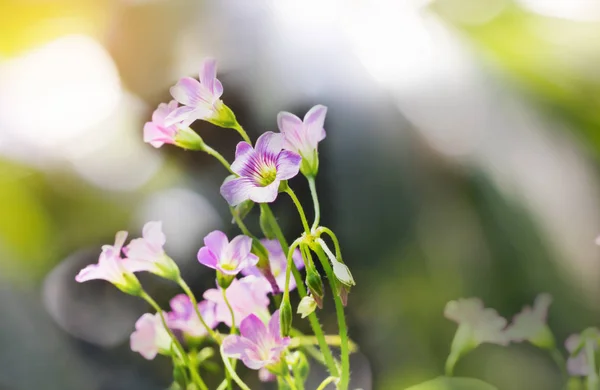 Härlig violett små blommor i solsken sommardag med grön bo Stockfoto