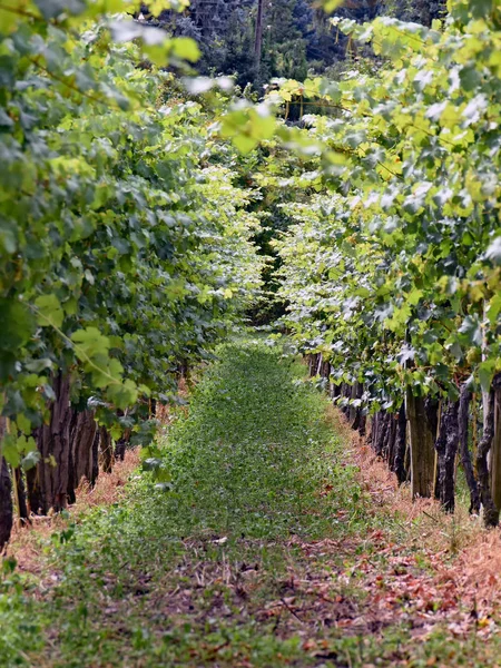 Vineyard Radebeul Saxony Germany — 스톡 사진