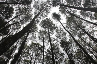 Hutan Pinus Pengger'da sanatsal çam ağaçları, Yogyakarta, Endonezya