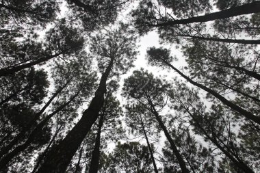 Hutan Pinus Pengger'da sanatsal çam ağaçları, Yogyakarta, Endonezya
