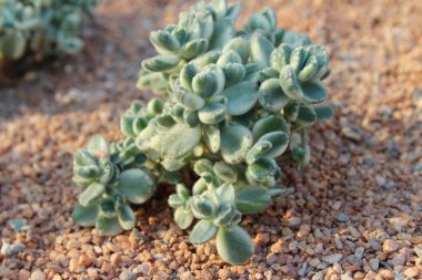 Bahçede güneş ışığı ile etli bitkiler