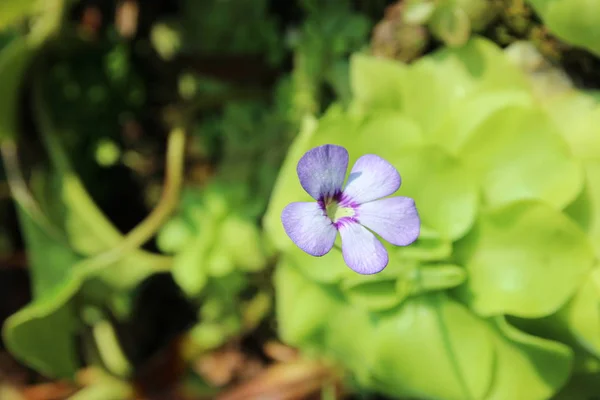 Фокус Фіолетовій Квітці — стокове фото