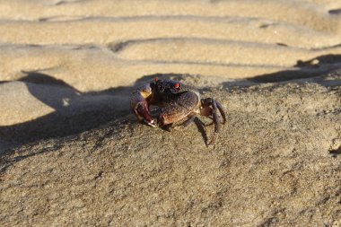 Bıkkın resif deniz kenarında, Tioman Island kasık biti. 
