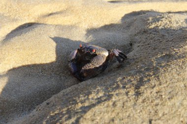 Bıkkın resif deniz kenarında, Tioman Island kasık biti. 