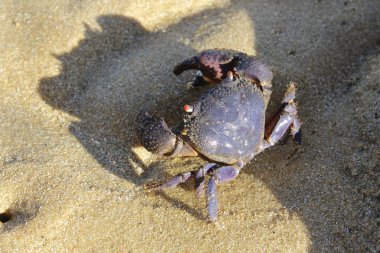 Bıkkın resif deniz kenarında, Tioman Island kasık biti. 