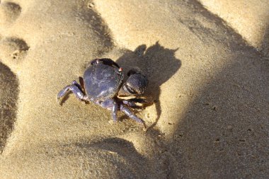Bıkkın resif deniz kenarında, Tioman Island kasık biti. 