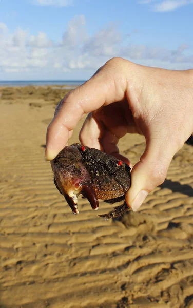 Deniz kenarında, Tioman Island bıkkın bir resif yakalamak el yengeçler 