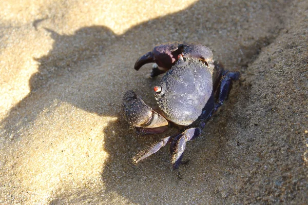 Zarudlé Oči Krabů Útesu Pobřeží Ostrov Tioman — Stock fotografie