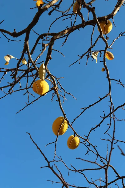 Peras Coreanas Amarillas Maduras Árbol Contra Cielo Azul Otoño Corea — Foto de Stock