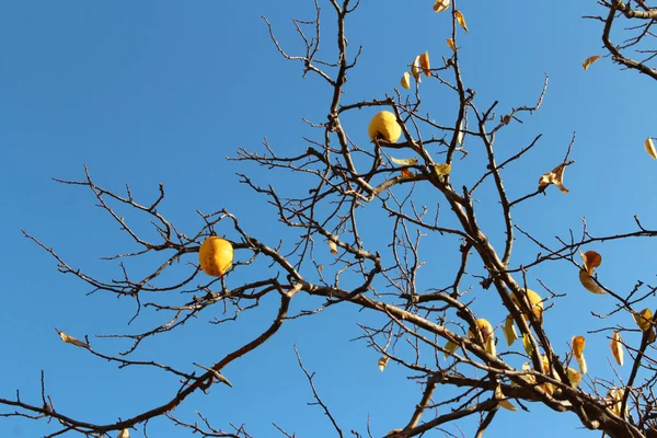 Peras Coreanas Amarillas Maduras Árbol Contra Cielo Azul Otoño Corea — Foto de Stock