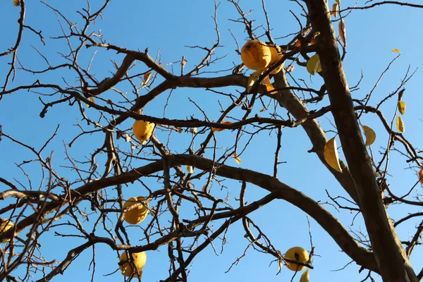 Спелые Желтые Корейские Груши Дереве Вновь Синее Небо Осенью Южная — стоковое фото