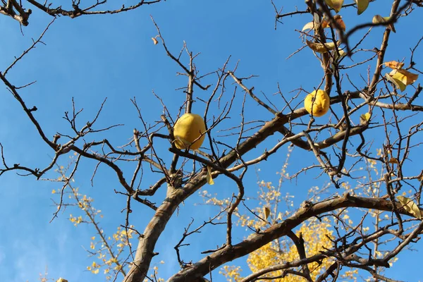 Peras Coreanas Amarillas Maduras Árbol Contra Cielo Azul Otoño Corea — Foto de Stock