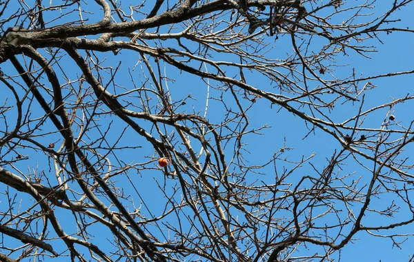 Laranja Madura Coreano Caqui Árvore Againt Céu Azul Outono Coréia — Fotografia de Stock