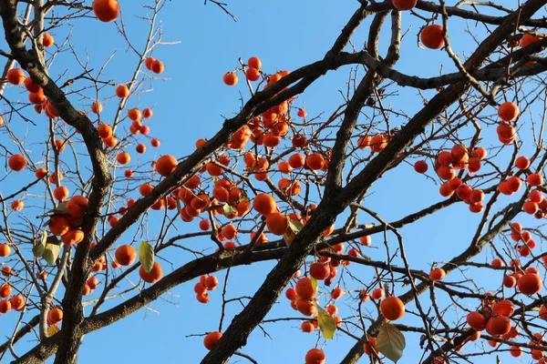 Caquis Coreanos Anaranjados Maduros Árbol Contra Cielo Azul Otoño Corea — Foto de Stock