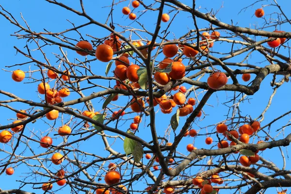 Caquis Coreanos Anaranjados Maduros Árbol Contra Cielo Azul Otoño Corea — Foto de Stock