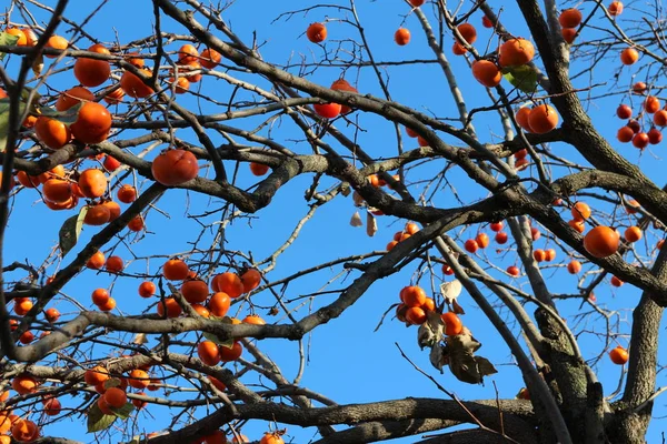 Maturi Cachi Coreani Arancioni Sull Albero Contro Cielo Blu Autunno — Foto Stock