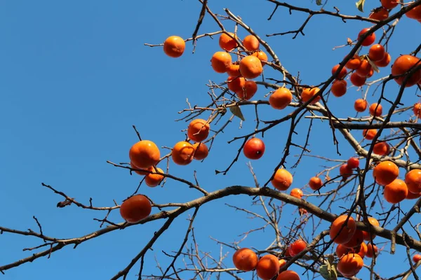 Спелые Оранжевые Корейские Хурмы Дереве Оживляют Голубое Небо Осенью Южная — стоковое фото