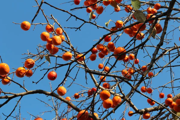 Caquis Coreanos Anaranjados Maduros Árbol Contra Cielo Azul Otoño Corea — Foto de Stock