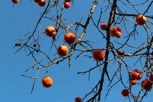 Спелые Оранжевые Корейские Хурмы Дереве Оживляют Голубое Небо Осенью Южная — стоковое фото