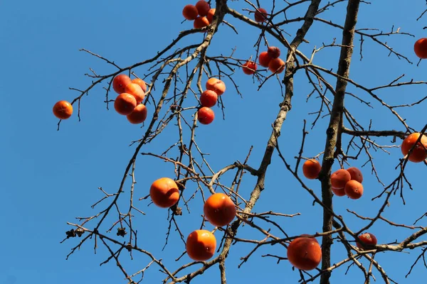 Ripe Orange Korean Persimmons Tree Againt Blue Sky Autumn South — Stock Photo, Image