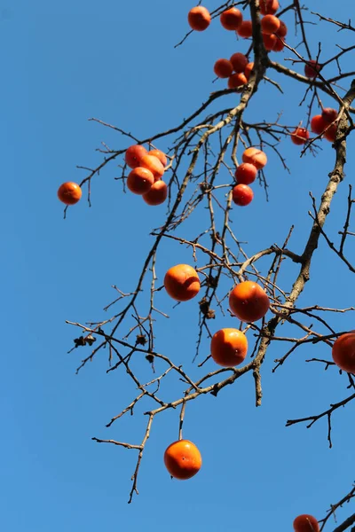 Olgun turuncu Kore hurma ağacı againt sonbahar, Güney Kore mavi gökyüzünde üzerinde