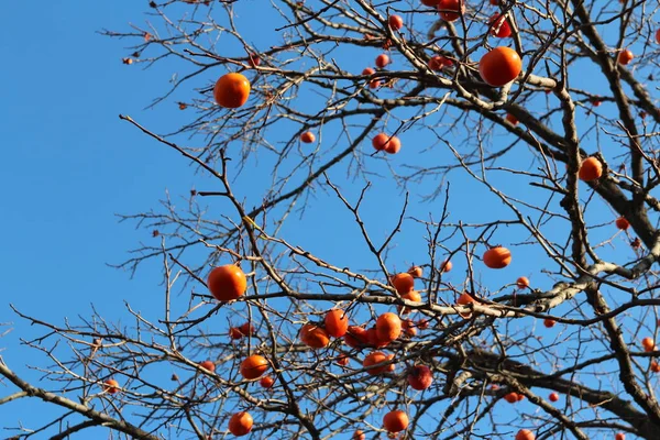 Maturi Cachi Coreani Arancioni Sull Albero Contro Cielo Blu Autunno — Foto Stock
