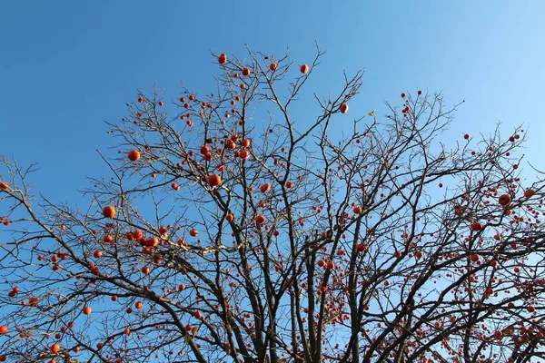 Ripe Orange Korean Persimmons Tree Againt Blue Sky Autumn South — Stock Photo, Image