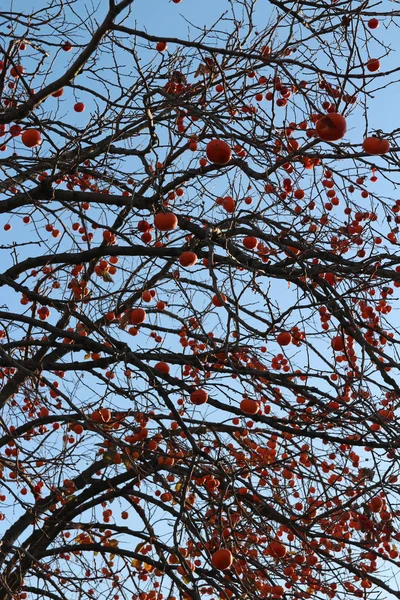 Laranja Madura Coreano Caqui Árvore Againt Céu Azul Outono Coréia — Fotografia de Stock