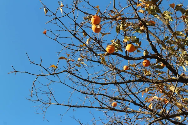 Caquis Coreanos Anaranjados Maduros Árbol Contra Cielo Azul Otoño Corea —  Fotos de Stock