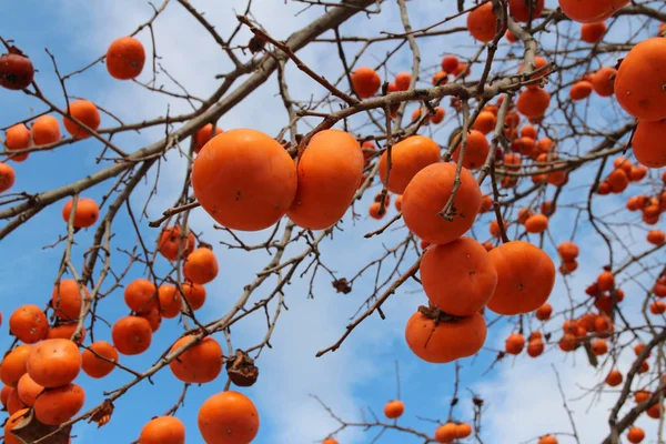 Olgun turuncu Kore hurma ağacı againt sonbahar, Güney Kore mavi gökyüzünde üzerinde