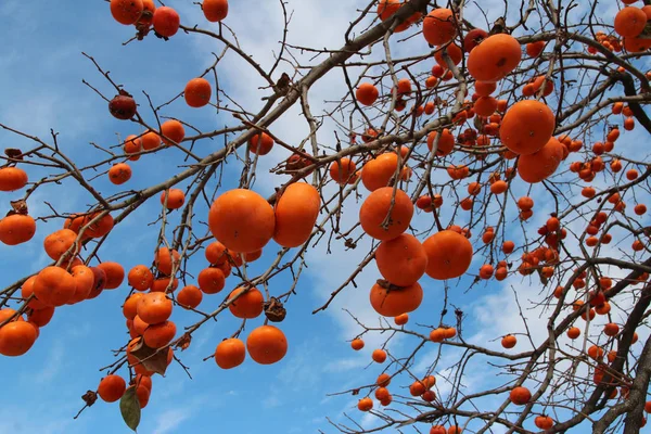 Caquis Coreanos Anaranjados Maduros Árbol Contra Cielo Azul Otoño Corea — Foto de Stock