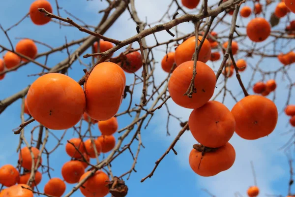 Caquis Coreanos Anaranjados Maduros Árbol Contra Cielo Azul Otoño Corea — Foto de Stock