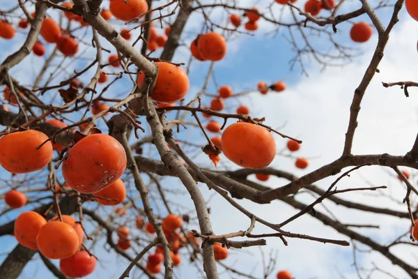 Caquis Coreanos Anaranjados Maduros Árbol Contra Cielo Azul Otoño Corea — Foto de Stock