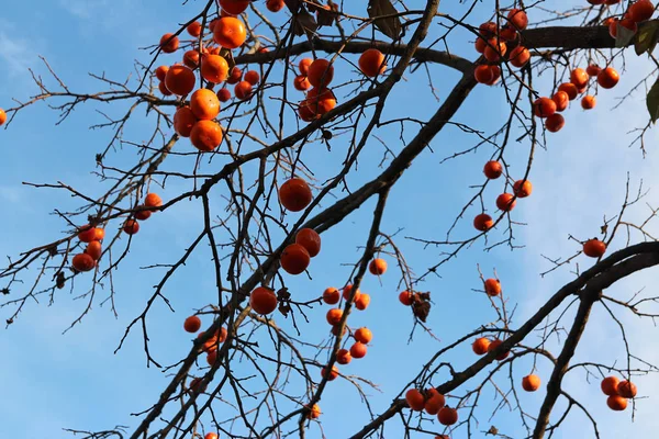 Dojrzały Pomarańczowy Koreański Persimmons Againt Drzewo Niebieski Niebo Jesienią Korea — Zdjęcie stockowe