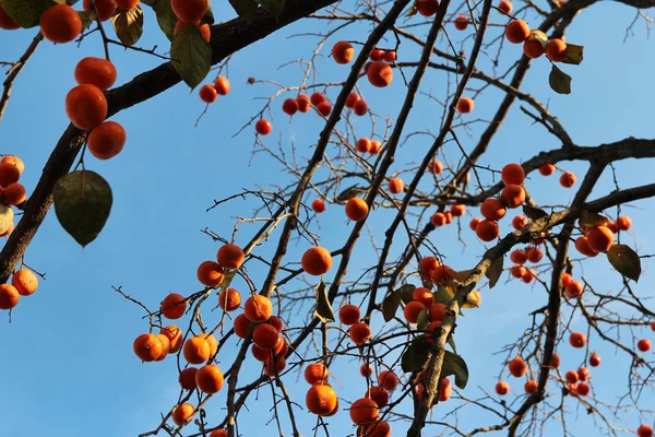 Maturi Cachi Coreani Arancioni Sull Albero Contro Cielo Blu Autunno — Foto Stock