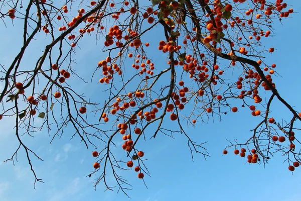 Caquis Coreanos Anaranjados Maduros Árbol Contra Cielo Azul Otoño Corea — Foto de Stock