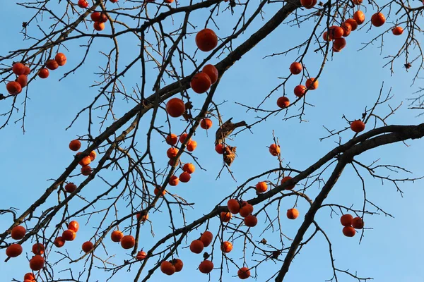 Dojrzały Pomarańczowy Koreański Persimmons Againt Drzewo Niebieski Niebo Jesienią Korea — Zdjęcie stockowe